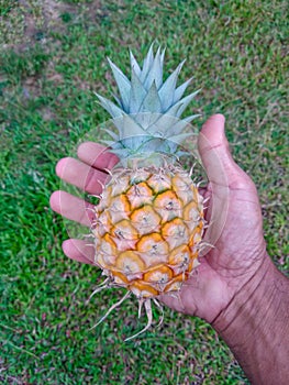 pineapple in hand.