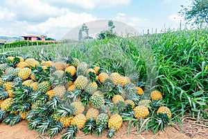 pineapple harvesting in Colombia honey gold variety (Ananas comosus