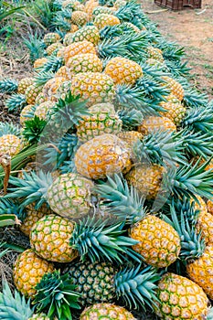 pineapple harvesting in Colombia honey gold variety (Ananas comosus