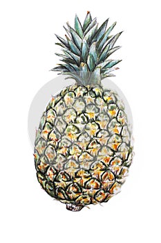 Pineapple illustration natural