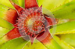 Pineapple Inflorescence Top View