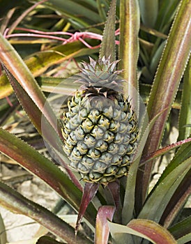 Pineapple in its environment as pineapple grows