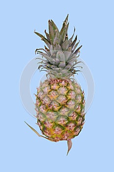 Pineapple on light blue background