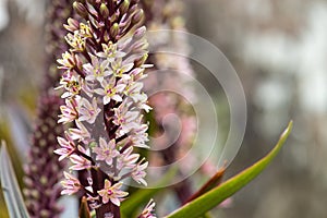 Pineapple lily eucomis comosa flowers