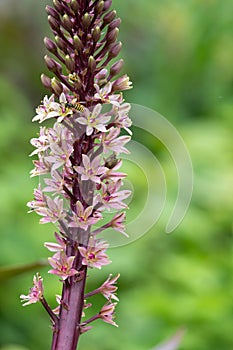 Pineapple lily eucomis comosa flowers