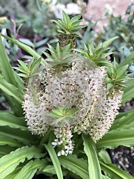 Pineapple Lily - Eucomis