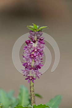 Pineapple lily (eucomis leia) flowers