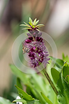 Pineapple lily (eucomis leia) flowers