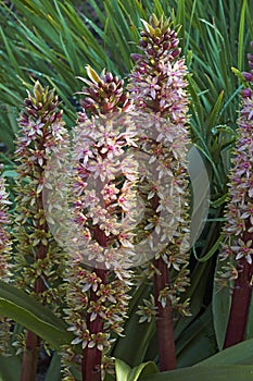 Pineapple lily flowers