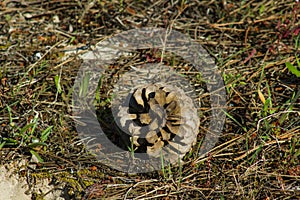 Pineapple lying on the ground