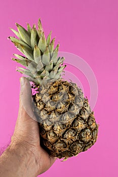 Pineapple in male hand, isolated on pink background.