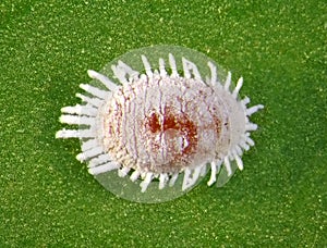 Pineapple mealybug, Dysmicoccus brevipes