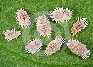 Pineapple mealybug, Dysmicoccus brevipes