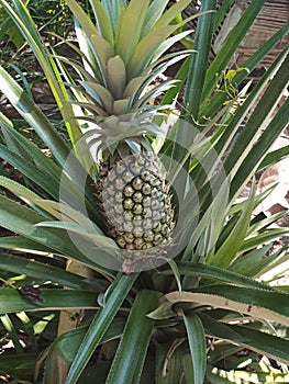 Pineapple in my backyard