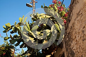 Pineapple or opuntia plant from the cactus family that grows in tropical climates, Turkey Mugla Datca