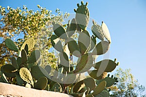 Pineapple or opuntia plant from the cactus family that grows in tropical climates, Turkey Mugla Datca