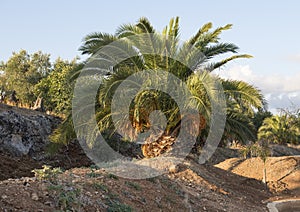 Pineapple palm growing in the Masseria Torre Coccaro, Italy