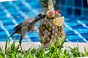 Pineapple cocktail and a bird