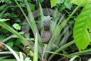 Pineapple plant