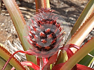 Pineapple Plant