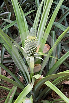 A pineapple plant