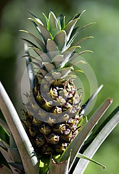 Pineapple Plant