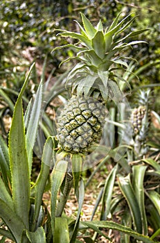 Pineapple plant