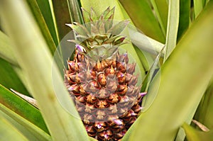 Pineapple Plant