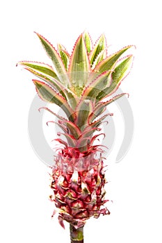 Pineapple Plant