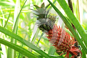 Pineapple Plant (Ananas comosus) photo