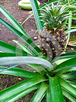 Pineapple Plant ( Ananas Comosus ) photo