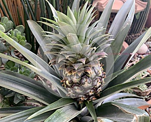 Pineapple plant Ananas comosus grows in the garden