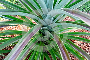 Pineapple plant Ananas comosus leaves closeup - Pembroke Pines, Florida, USA