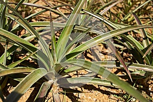 Pineapple plant, Ananas comosus. planted in an arid land photo