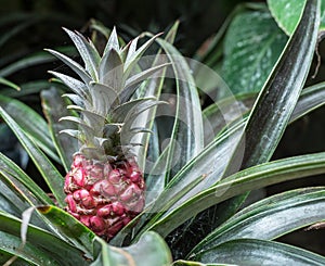 Pineapple plant on the bush.