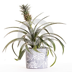 Pineapple plant in ceramic pot