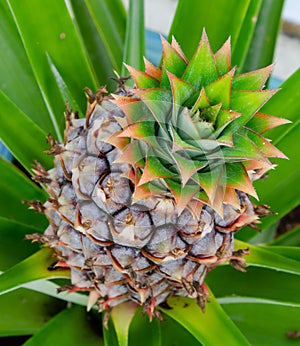 Pineapple Plant