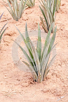 Pineapple plant in field, industrial drop in Thailan