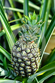 Pineapple plant and fruit