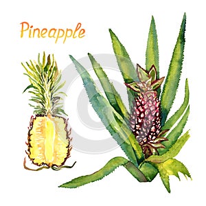 Pineapple plant with fruit and cut half