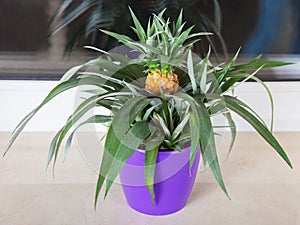 Pineapple plant grown in pot