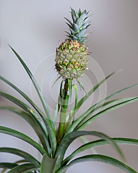 Pineapple plant in the pot