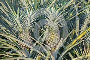 Pineapple plant, tropical fruit growing in a farm