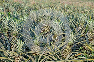 Pineapple plant, tropical fruit growing in a farm