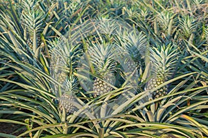 Pineapple plant, tropical fruit growing in a farm