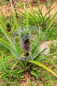 Pineapple plant with unripe fruit growing in garden