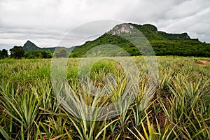 Pineapple plantation
