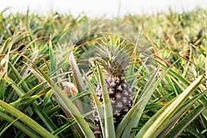 Pineapple on plantation