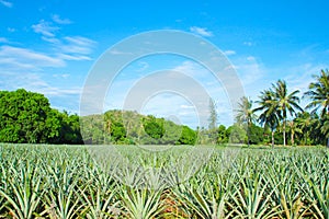 Pineapple plantation.