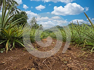 Pineapple Plantation